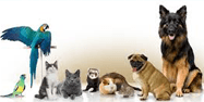 Pets