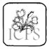 Icps