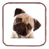 Pug Problems