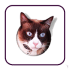 Procatinator